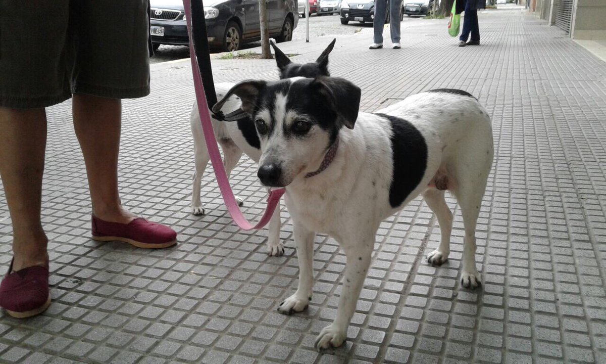 rt_noe's tweet photo. Encontrados en Villa Pueyrredón 20/10. Los tengo en tránsito pero no me los puedo quedar! Buscamos a su familia o alguien q los pueda tener https://t.co/4EJdkc0vHC