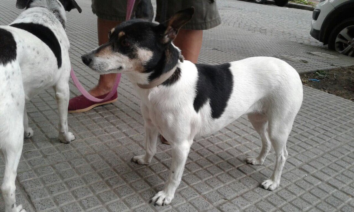 rt_noe's tweet photo. Encontrados en Villa Pueyrredón 20/10. Los tengo en tránsito pero no me los puedo quedar! Buscamos a su familia o alguien q los pueda tener https://t.co/4EJdkc0vHC