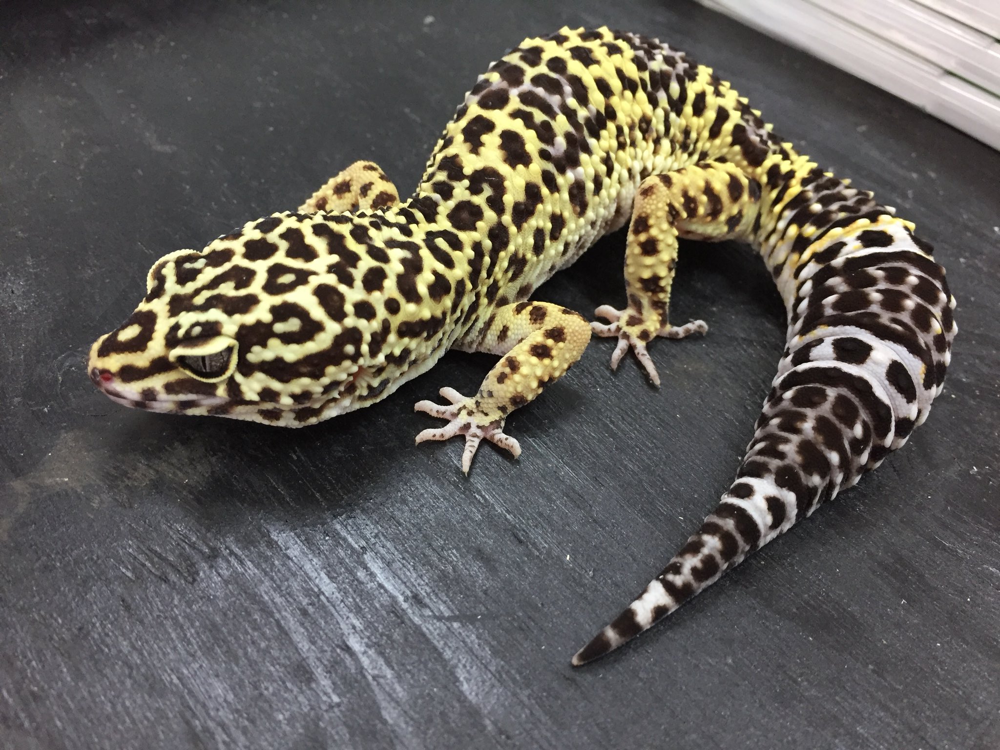 山本直輝 ペポニ インター店 すごいカッコイイ ヒョウモントカゲモドキ ハイイエロー ワイルドタイプ 昔の ハイイエローと言えばこのタイプ ノーマルと言われてたやつですね 今やこのタイプを見ることが少なくなってきましたね 人