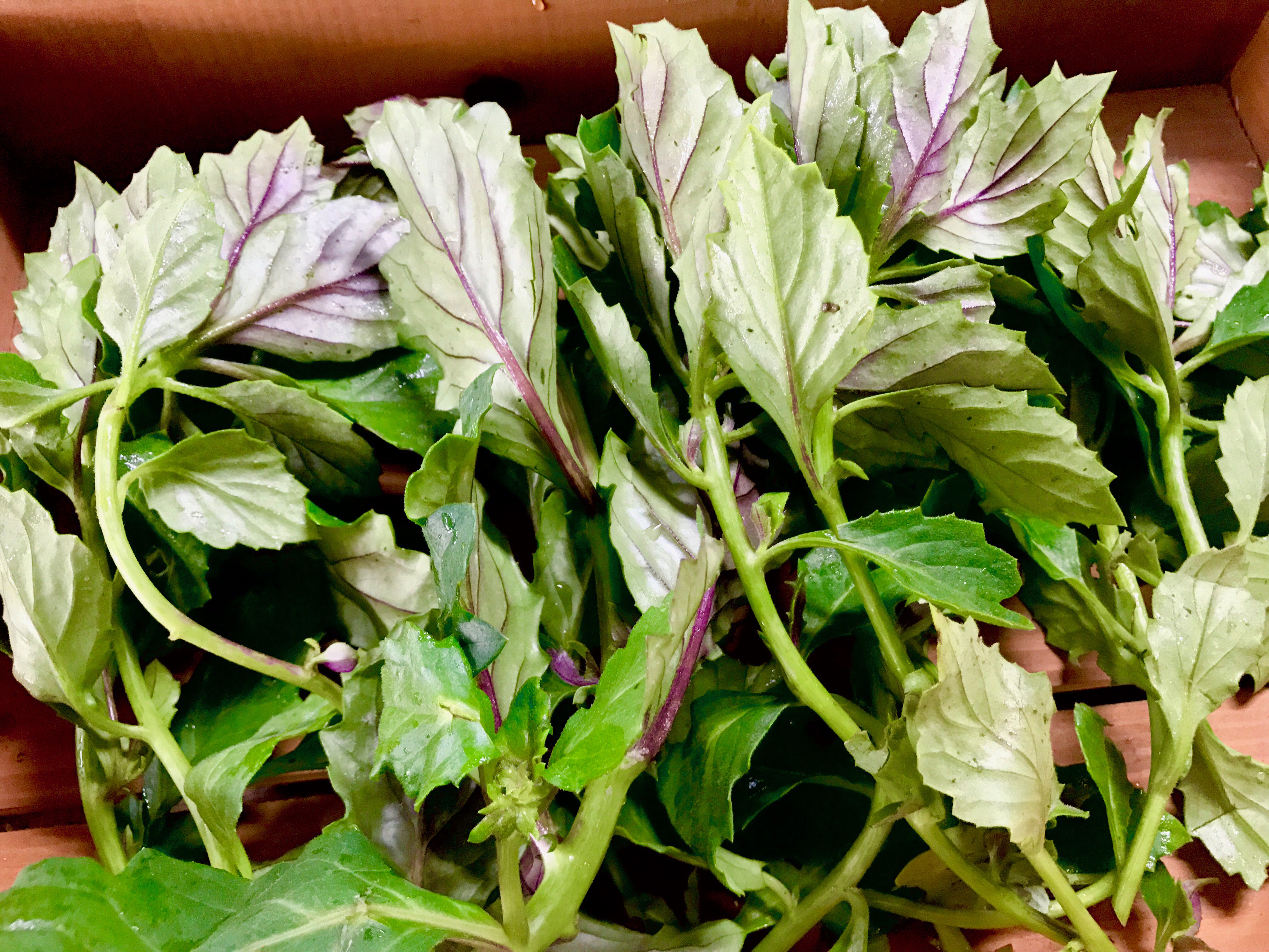 モリンガファームさんご園芸 美味しお野菜収穫中 自然栽培のカラ イからし菜 沖縄在来品種のハンダマ 無農薬栽培のｽﾀｰﾌﾙｰﾂ 南風原町が指定産地になっております 紅芋 昔ながらの小ぶりな紅芋 お野菜の数がだんだん増えてきてます ちきな