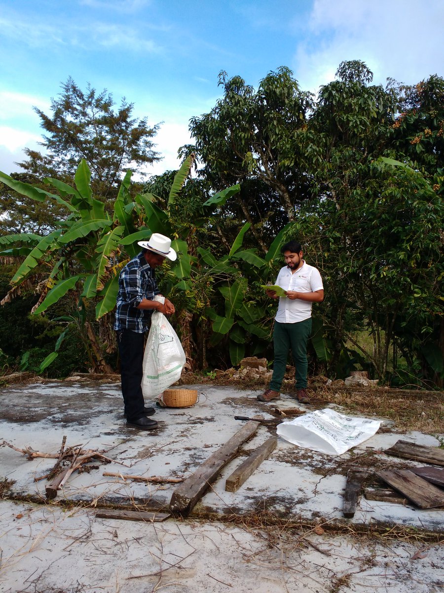 EvaluadorJose's tweet photo. Proceso de evaluación en el EC0272 Cosecha de Café en Las Margaritas, Chiapas @PerlaIbaez2 @LeticiaInca @Mely_Romero @linosma @incarural https://t.co/FFkZTixv3z