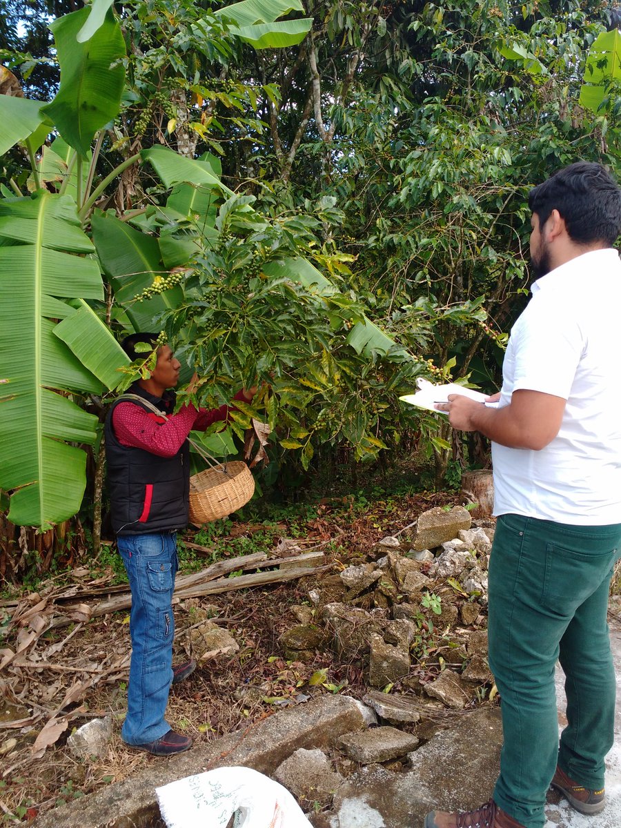 EvaluadorJose's tweet photo. Proceso de evaluación en el EC0272 Cosecha de Café en Las Margaritas, Chiapas @PerlaIbaez2 @LeticiaInca @Mely_Romero @linosma @incarural https://t.co/FFkZTixv3z