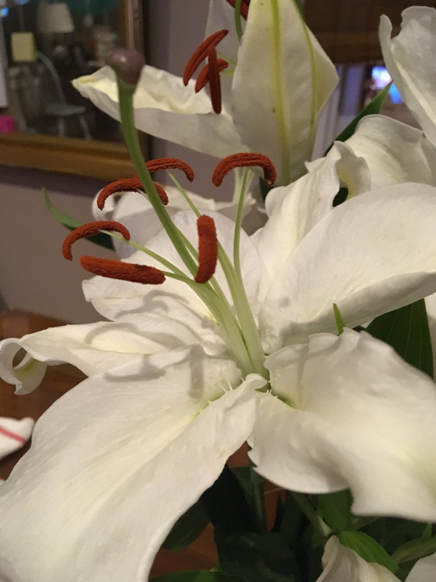 MargaretEarly's tweet photo. @MargaretOrr beautiful lilies Eloise gave me for my birthday!! #happybirthdaytome #whitelilies #october18 https://t.co/V2vp1p3F1F