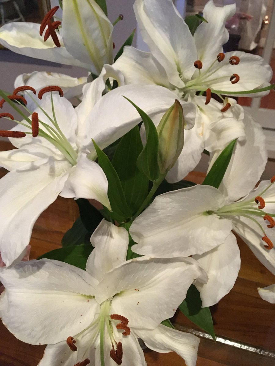 MargaretEarly's tweet photo. @MargaretOrr beautiful lilies Eloise gave me for my birthday!! #happybirthdaytome #whitelilies #october18 https://t.co/V2vp1p3F1F