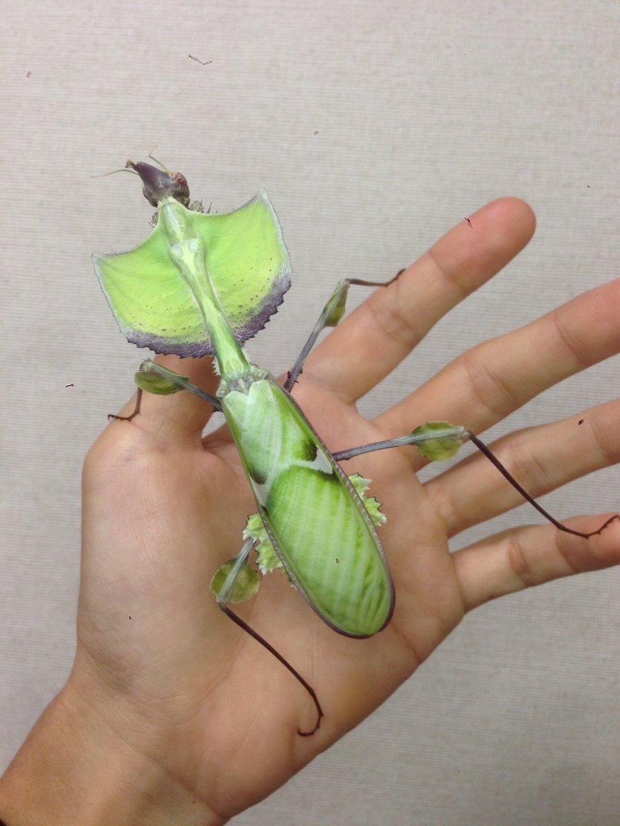 K Yamasaki ニセハナマオウカマキリ 名前も形態も現実離れしたヨウカイカマキリ科の最大種 アフリカ産カマキリ の中の最大ではない 幼少期に読んだ学研の 世界の昆虫 で本種を知り 鮮烈に記憶に焼き付いた虫屋は私だけではないはず 一般的に累代
