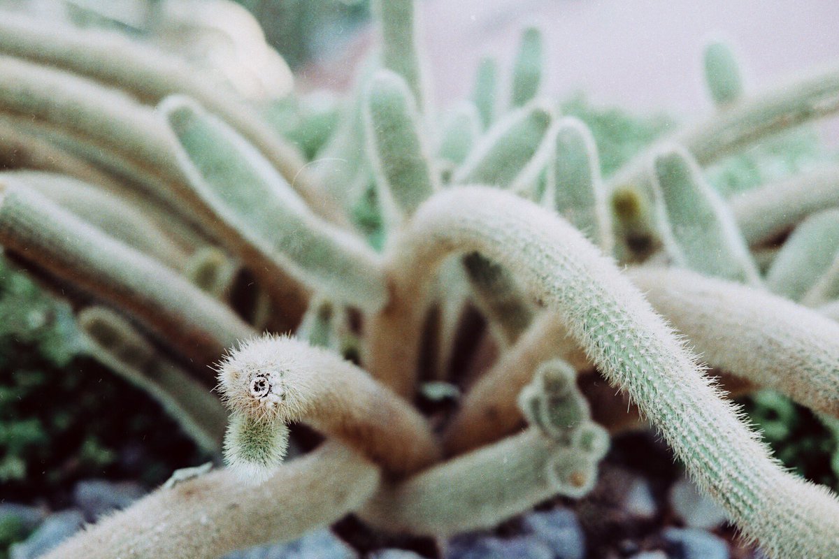 imrindi's tweet photo. This ostrich looking cactus. https://t.co/HUhLnvKQhw