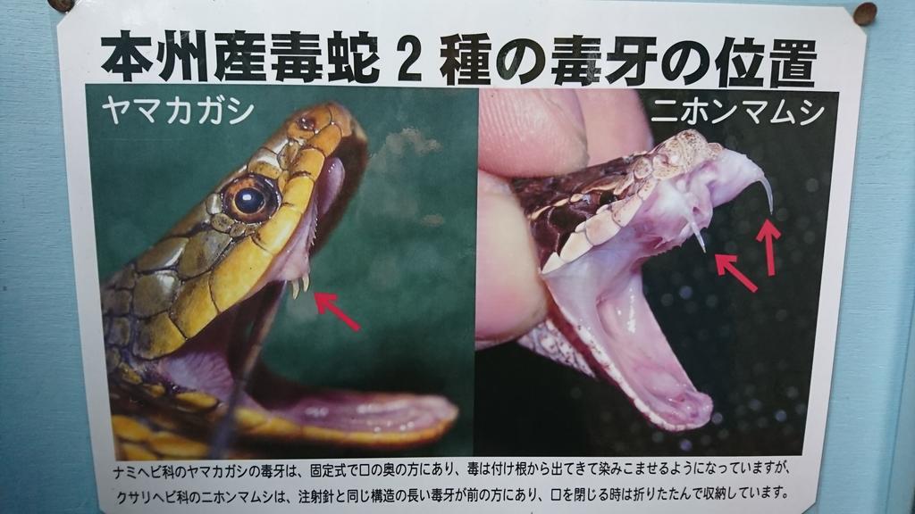 遠 Adv150迷彩ちゃん スネークセンター見終わりました いろんなヘビや採毒 実験見れたしアオダイショウ触れたし色々勉強になって楽しかった オオアナコンダほんとデカい ゚d゚ 今までマムシなめてたけど危ないね 壊死して切断とか 山の野宿 遠 Adv150迷彩ちゃん スネークセンター見終わりました いろんなヘビや採毒 実験見れたしアオダイショウ触れたし色々勉強になって楽しかった オオアナコンダほんとデカい ゚d゚ 今までマムシなめてたけど危ないね 壊死して切断とか 山の野宿