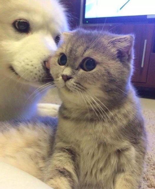 animalaround's tweet photo. งอลทีไรก็แพ้ท่านี้ทุกทีอ่ะ เห้อม https://t.co/8R9KPqBHL2