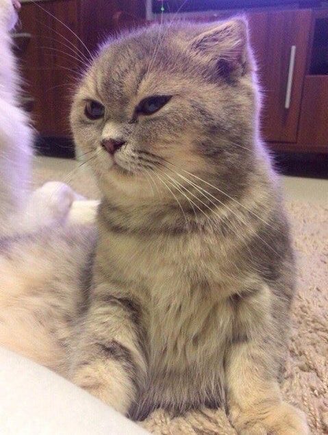 animalaround's tweet photo. งอลทีไรก็แพ้ท่านี้ทุกทีอ่ะ เห้อม https://t.co/8R9KPqBHL2