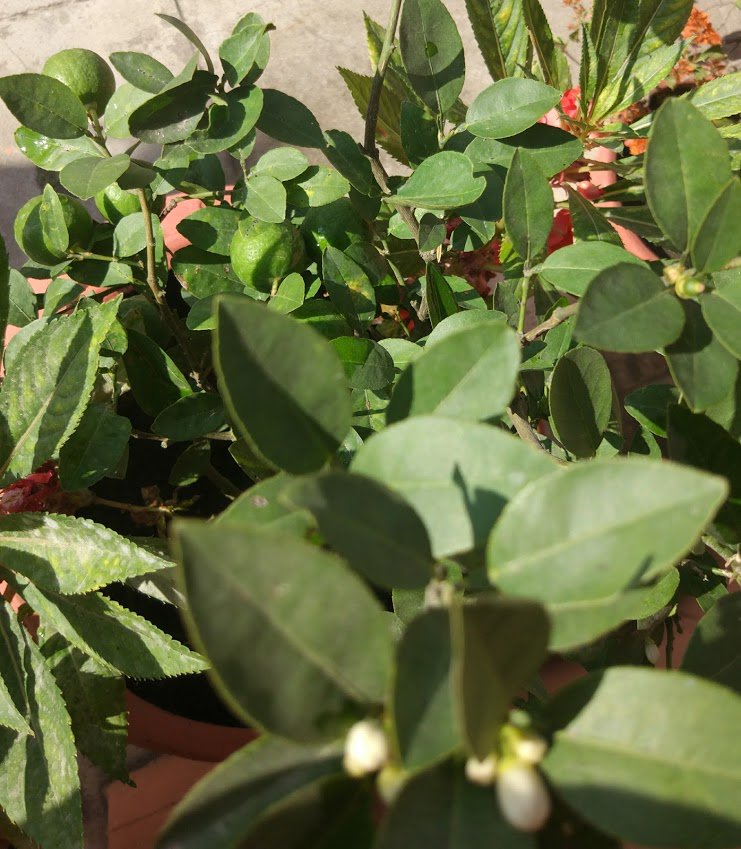 santoshsanepa's tweet photo. >90% lime marketed in ktm comes from India (study), a 1 yr old potted #Lemon #RC55 supplies lemon all year round to a family  #Kausikheti https://t.co/U4b5zQTyg0