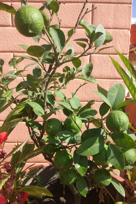 santoshsanepa's tweet photo. >90% lime marketed in ktm comes from India (study), a 1 yr old potted #Lemon #RC55 supplies lemon all year round to a family  #Kausikheti https://t.co/U4b5zQTyg0