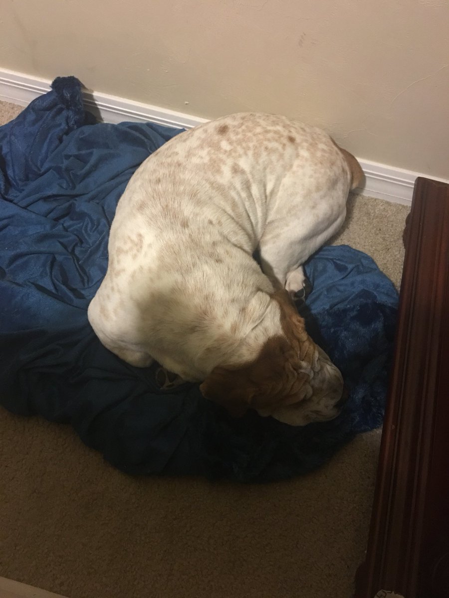 ffsrisss's tweet photo. sometimes i don’t get how he’s comfy in the positions he sleeps in https://t.co/i4B4NiXLoW