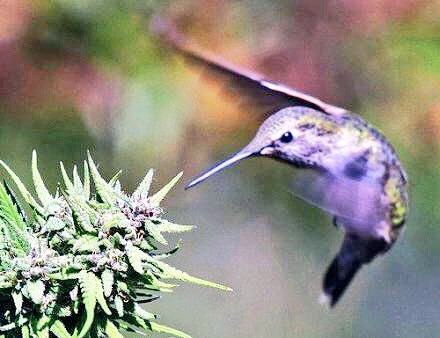 NuggetDeals's tweet image. 🌿💨Smoking tonight on some #Dank and browsing @NaturallyAwaken page!

🔥 -Super #Dank #Nugget ❗️

🍃@DankEmpire
🍃@DabbingLab
🍃@TheSmokingDeals