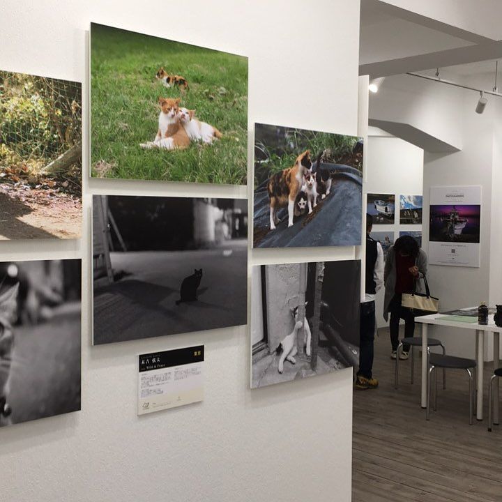 MacPhaeton's tweet photo. 雨の中、渋谷ルデコに「ねこ写真展」を見に来てしまった。

#白黒猫 #子猫 #ネコ #猫 #ねこ #ハチワレ #はちわれ #ヅラ猫 #保護猫 #tuxedocat #kitten #cat #cats #chat #catsof… https://t.co/p1eP4WlF7N https://t.co/J5kbord2rQ