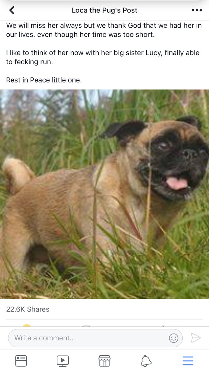 midwestmommma's tweet photo. me for the next 13 years crying over a dog i didn’t know #locathepug https://t.co/6n9Qp46nWD