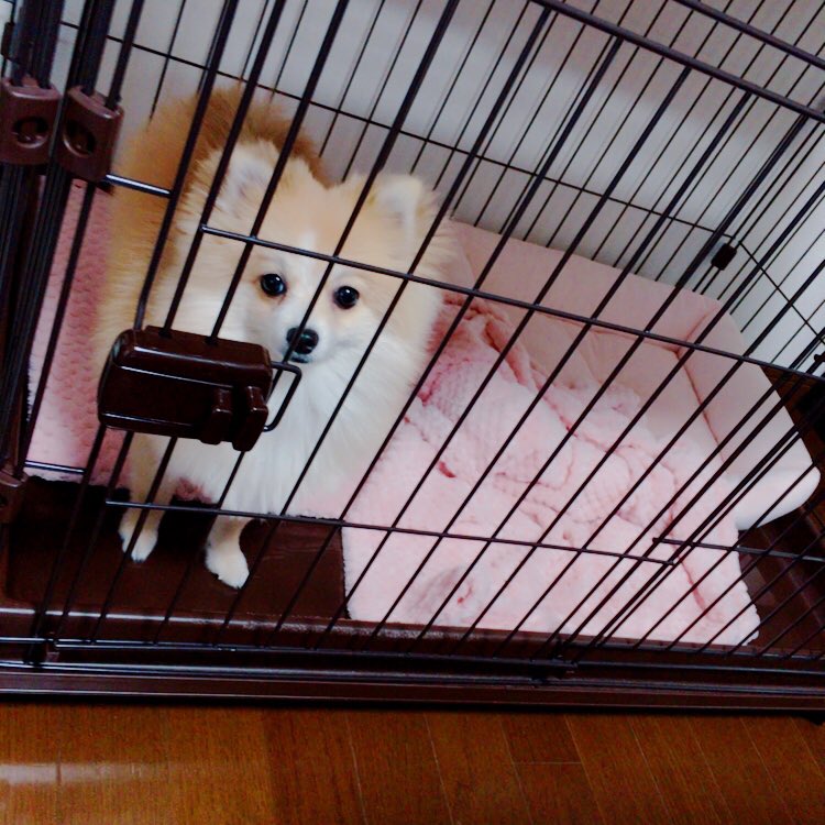 Ange_33333's tweet photo. ふわふわピンク💕

#ポメラニアン  #愛犬 #冬仕様 #もこもこ #犬好きさんと繋がりたい  #かわいい https://t.co/KTqjjGyTGO