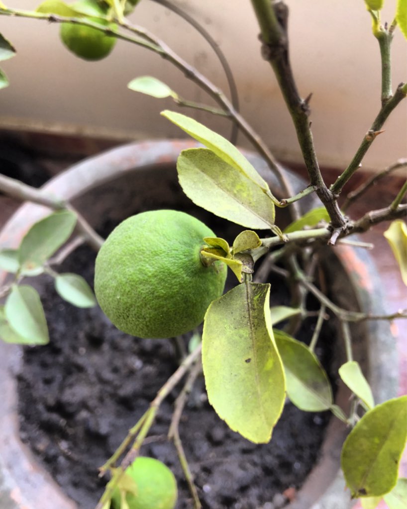 kashishds's tweet photo. @santoshsanepa This one on my balcony :) #KausiKheti crazy to think >90% of marketed 🍋in Kathmandu comes from India. https://t.co/hH3y2j6IDp