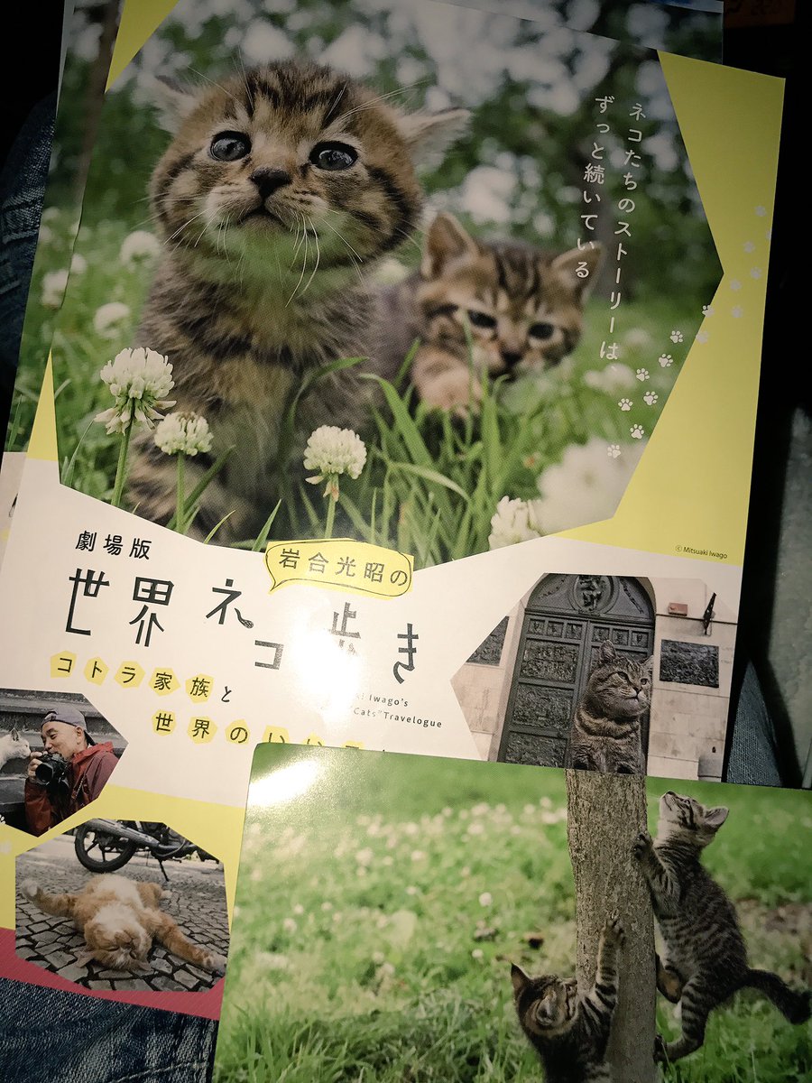 劇場版・岩合光昭の世界ネコ歩き」の感想 悶絶u0026号泣・舞台挨拶で観客が 