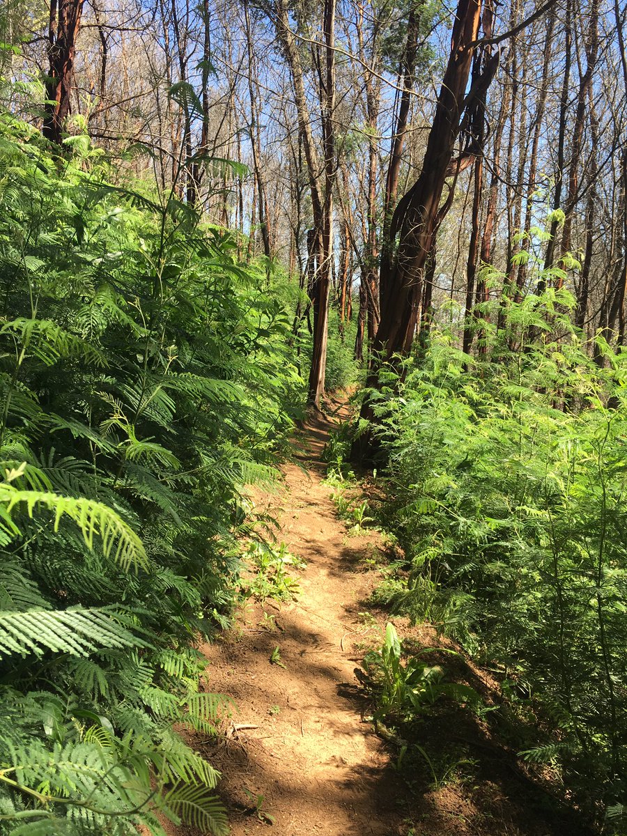 FairtreeContour's tweet photo. You riding this weekend?Of course you are! Enjoy the #Spring #trails while you train for #thefireride #simonsbergtrails #conservancy #goride https://t.co/XKVUrGWqke