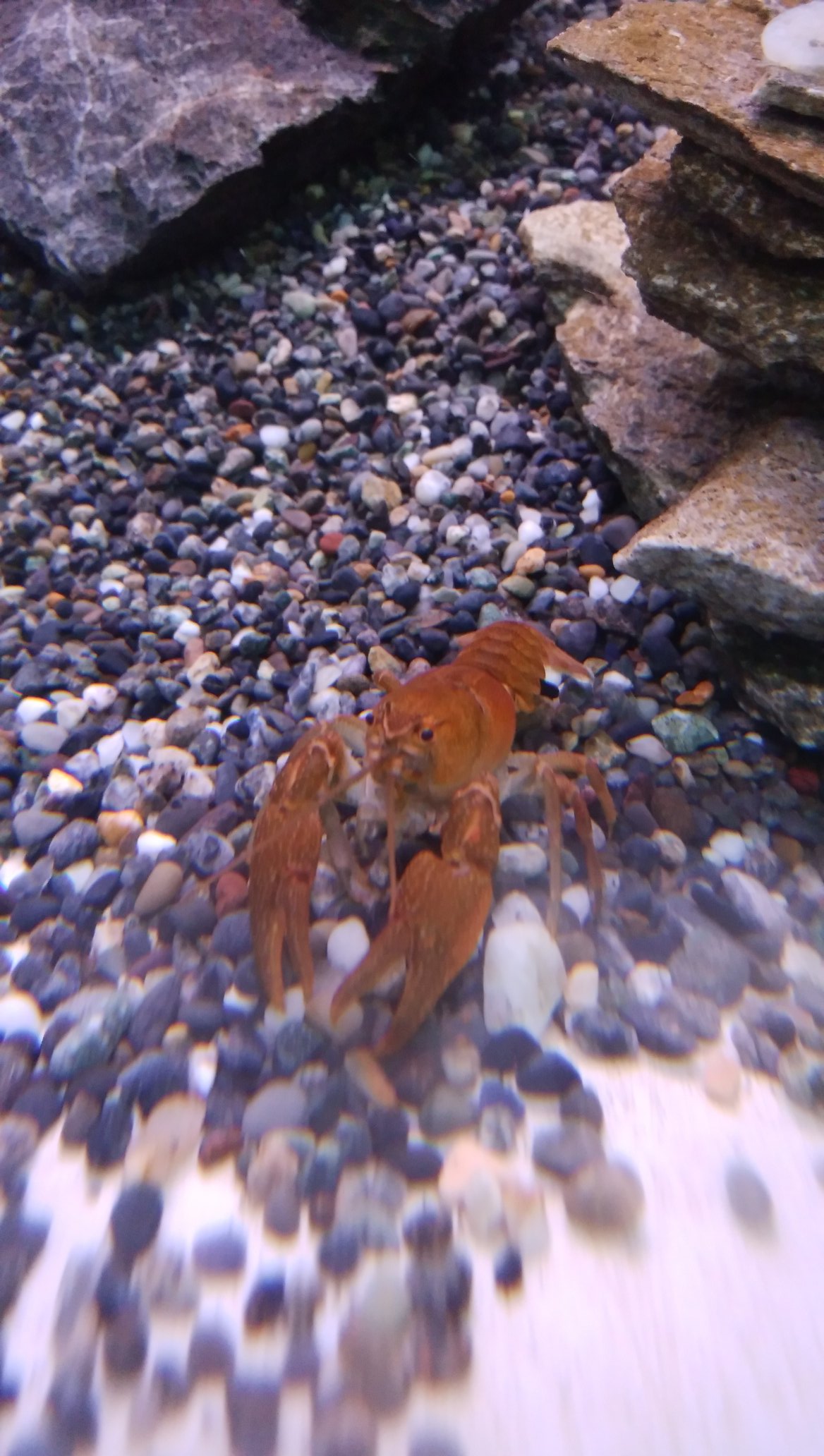 Pd熱帯魚センター小動物部 金魚コーナーに日本ザリガニが入荷いたしました アメリカザリガニと違い 大人しくて小さい種類です まだオスもメスもいますのでぜひ繁殖してみて下さい Pd熱帯魚センター ザリガニ T Co Btnczszxy9 Twitter