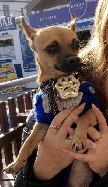 HugMyPet's tweet photo. We're loving this Chihuahua named Simba sporting #ThePaw. Now there's no chance of the cute little dog going missing https://t.co/pf8HSUN2v7 https://t.co/w3QiS2xk7X