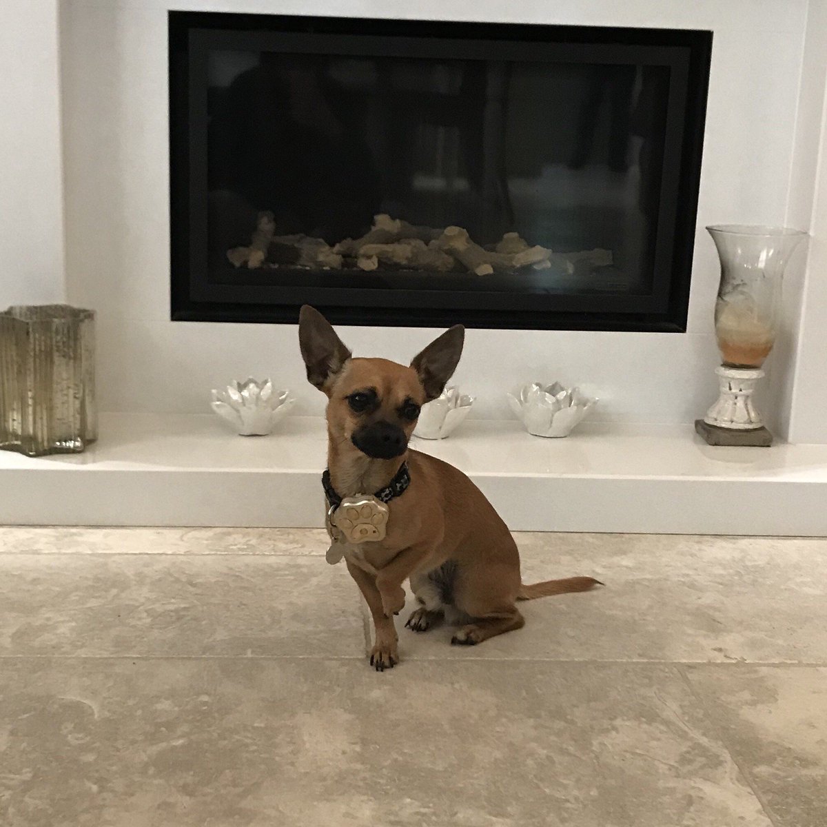HugMyPet's tweet photo. We're loving this Chihuahua named Simba sporting #ThePaw. Now there's no chance of the cute little dog going missing https://t.co/pf8HSUN2v7 https://t.co/w3QiS2xk7X