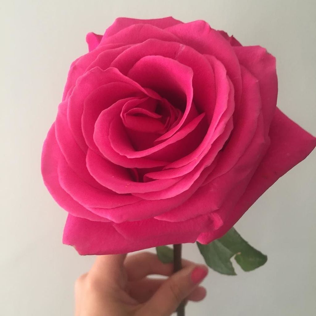Ottoman_st's tweet photo. Blooms 🌸#roses #pink #bold #beautiful #flowers https://t.co/s6VONTBwzG https://t.co/0Ra8UJ9Pou
