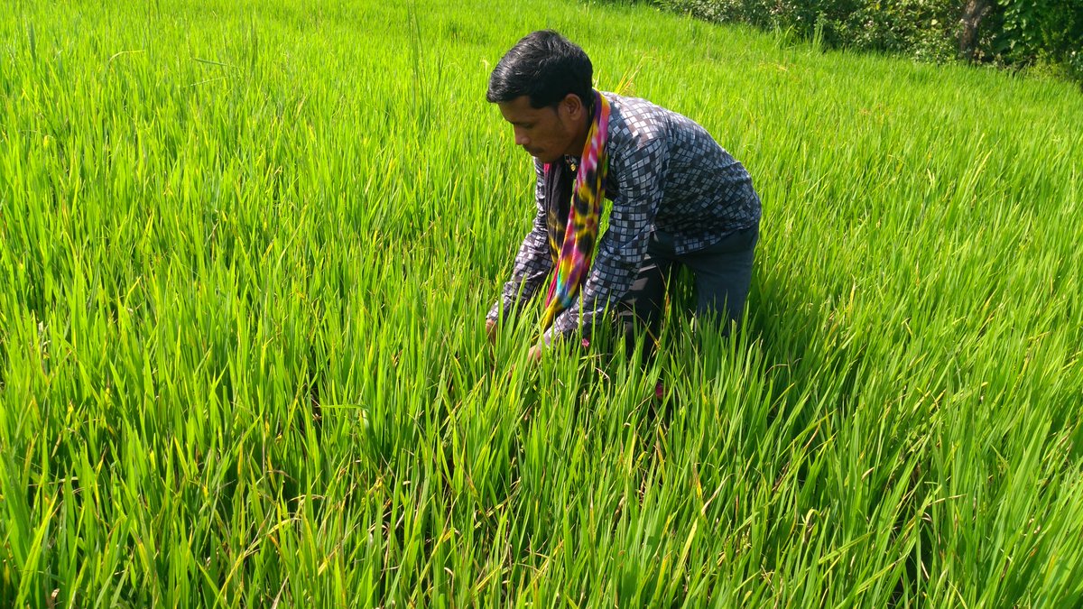 mandla_organic's tweet photo. MT 2110- Organic farming execution at Mandla #forward&amp;backward linkages by #MOKPCL @mandla_organic support of farmers. https://t.co/VKmsyzXSL5