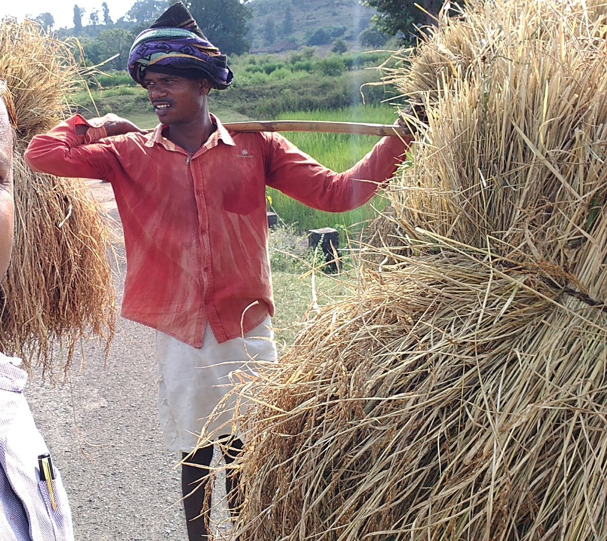 mandla_organic's tweet photo. MT 2110- Organic farming execution at Mandla #forward&amp;backward linkages by #MOKPCL @mandla_organic support of farmers. https://t.co/VKmsyzXSL5