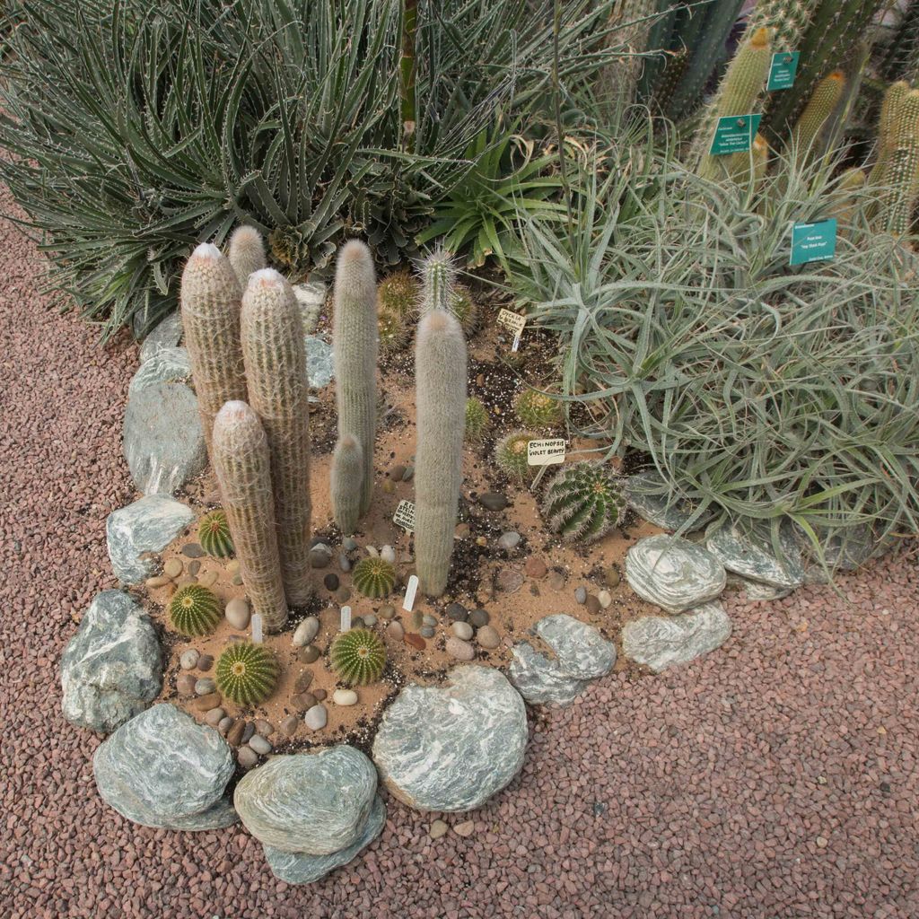CactusSucculent's tweet image. Recently planted specimens in the World Garden at Lullingstone Castle. BCSS Patron Tom Hart Dyke is the man in charge! #cactus #succulent