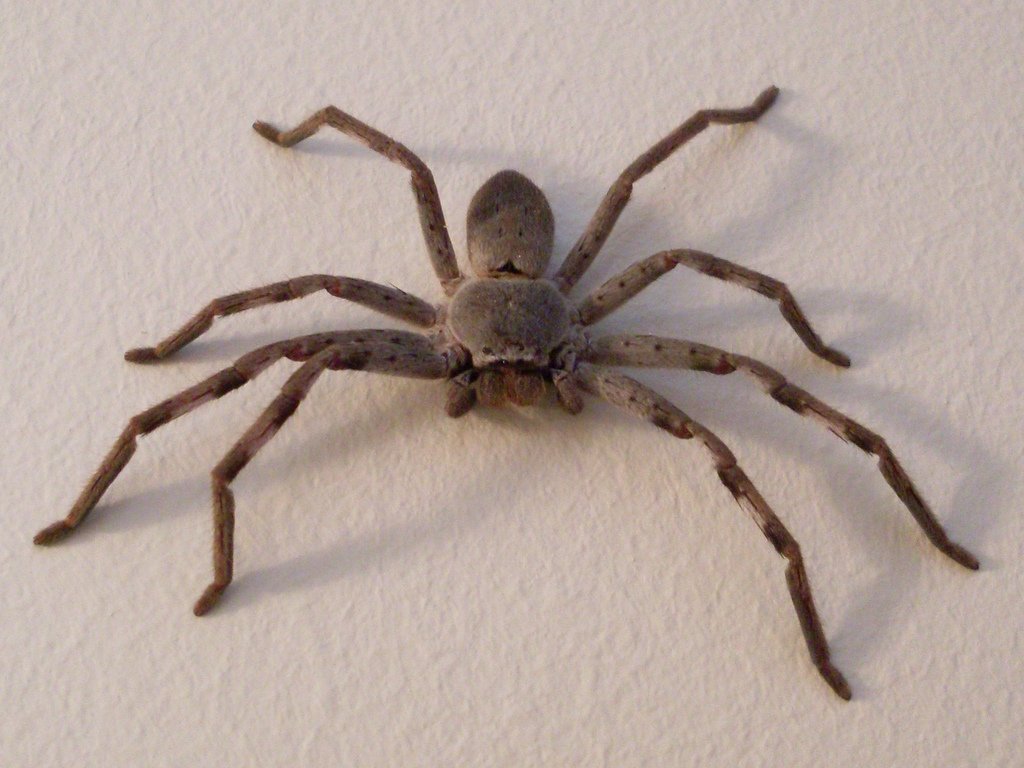 Would seeing this in real life turn u off going to australia.

This is the largest spider in Australia.