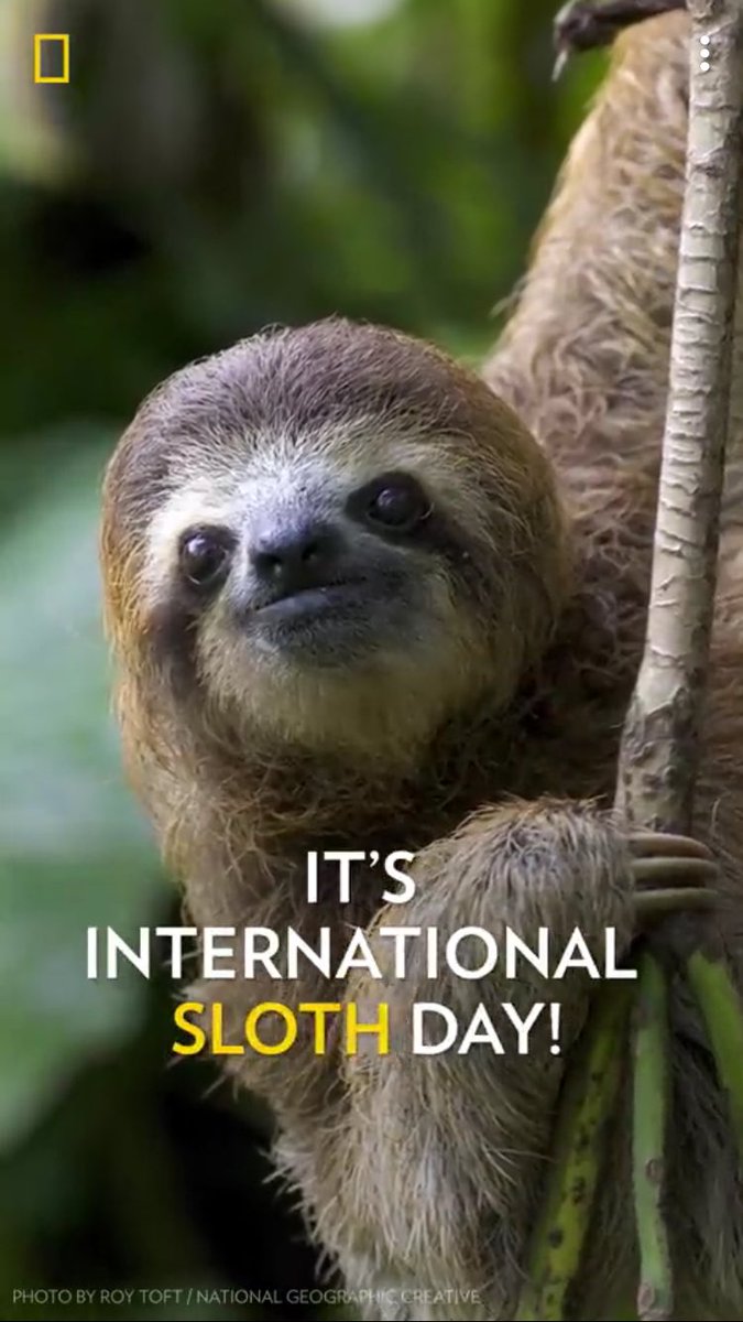 just_wesh's tweet photo. We don’t own the planet, we share it.
#HappySlothDay https://t.co/QssWOZbiMb