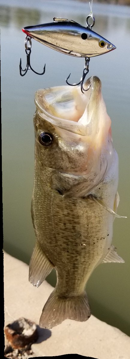 MichaelGrubbs5's tweet photo. @BillLewisLures https://t.co/2JMxbiOe4y