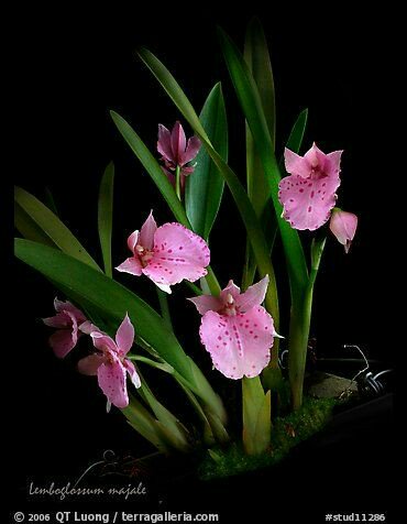 randirhei's tweet photo. #Orchids #5of10 https://t.co/wpe82AJBP4