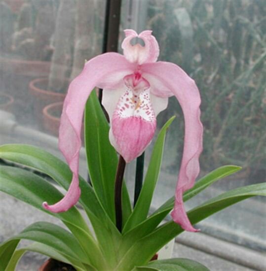randirhei's tweet photo. #Orchids #5of10 https://t.co/wpe82AJBP4