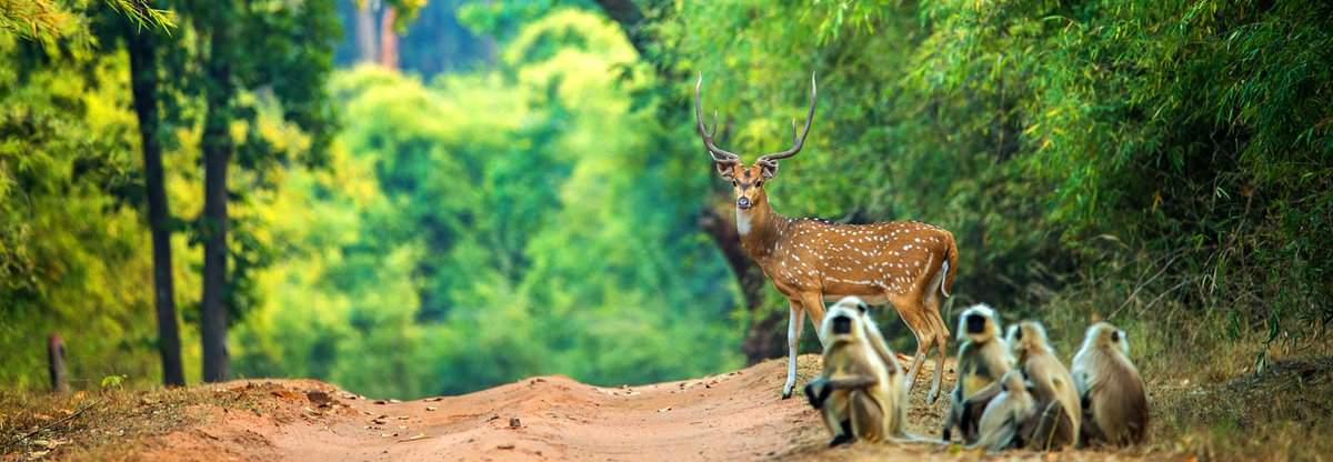 MPIntltourism's tweet photo. #AS130 #wtmldn #bandhavvilas #bandhavgarh #chitvanjunglelodge #kanha #visitMP #MadhyaPradesh #incredibleindia https://t.co/C6WDZpqPaV