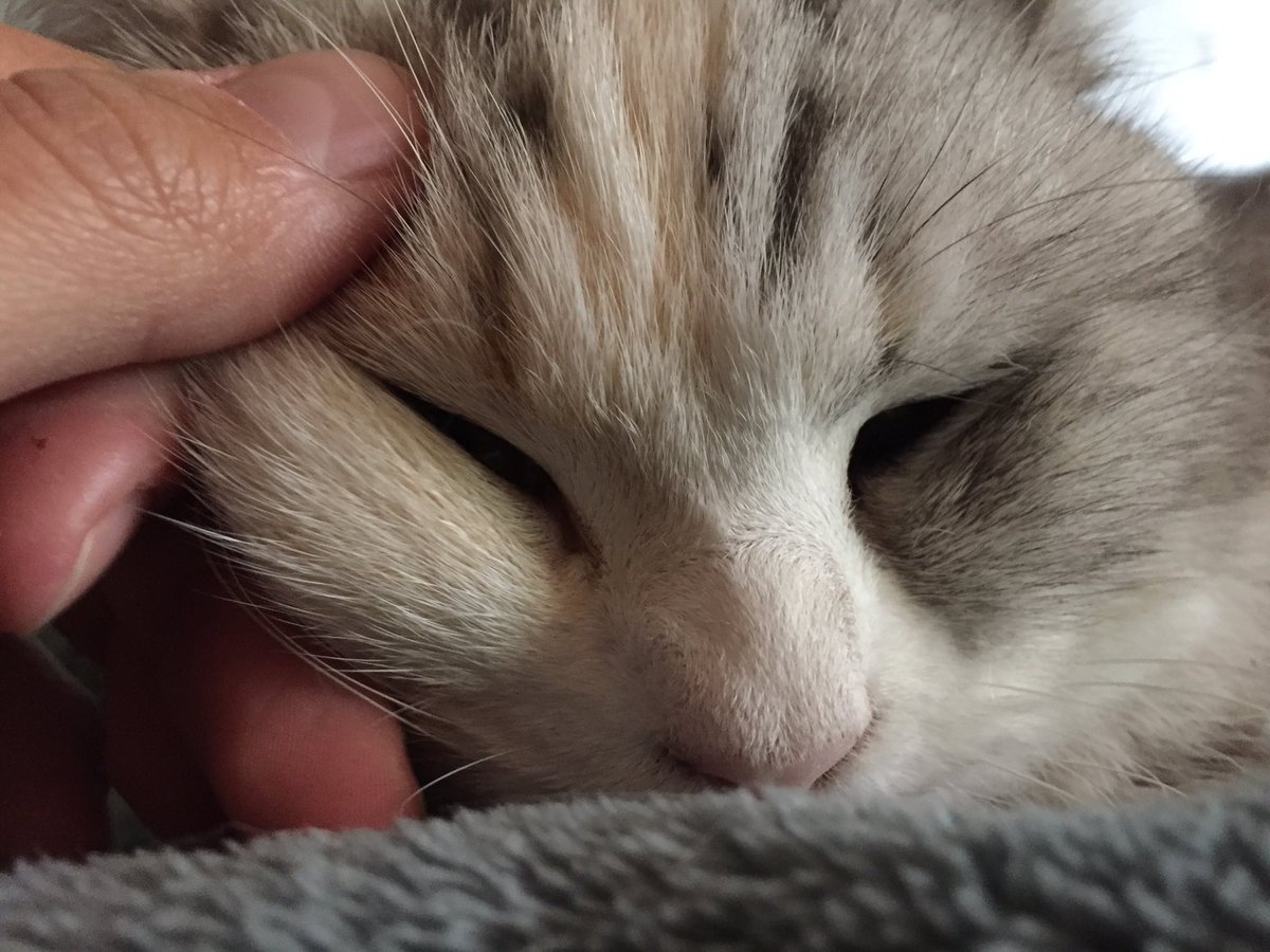 RomainBerchet's tweet photo. Première image au réveil #cat #matincalin 🐱 https://t.co/ASftge9gm9