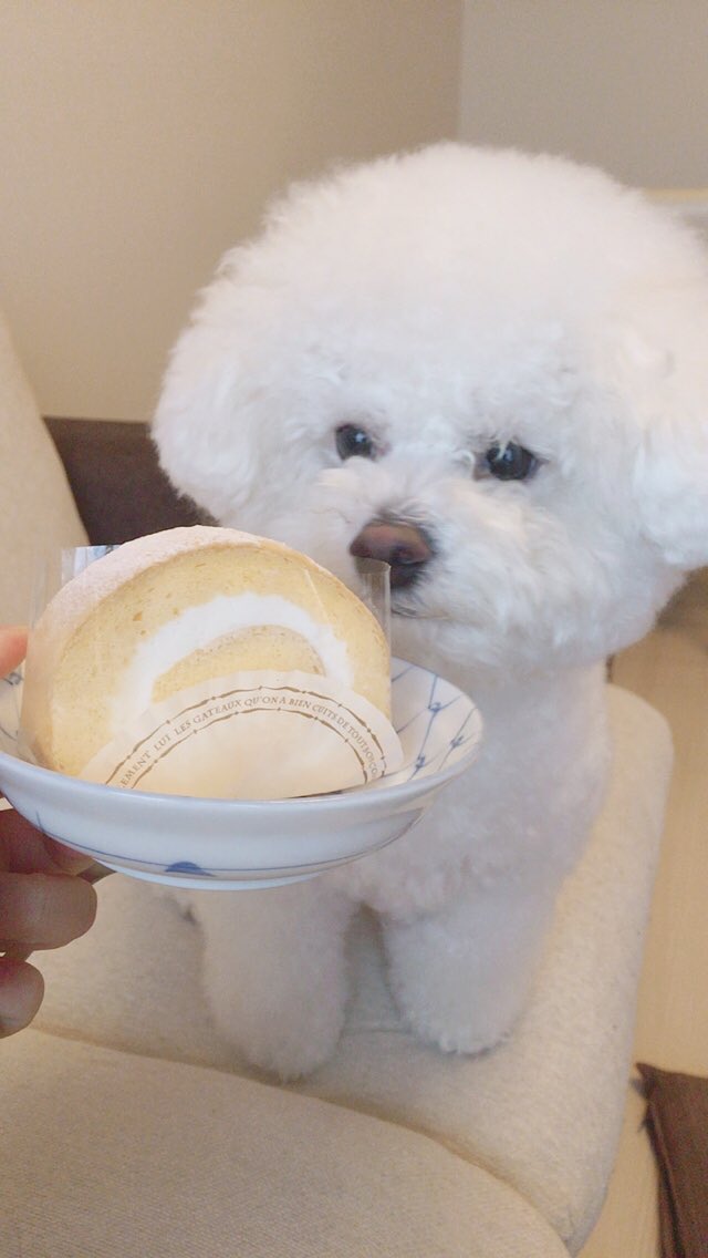sakura_kissy's tweet photo. ロールケーキの写真をインスタ(犬垢)にあげようと思ったけど見返した���あまりにもお皿のセレクトが残念だったのでお蔵入り https://t.co/BCtUTMfa8Z