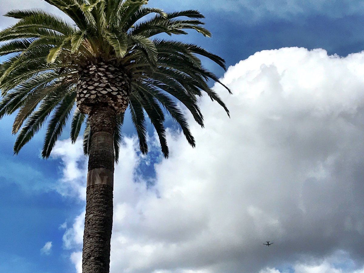 WeBlogtheWorld's tweet photo. Palm trees swaying &amp; nothing but great energy &amp; talks at #SAND2017 @NondualScience #NonDualScience #nonduality https://t.co/cI1S1HeyjK