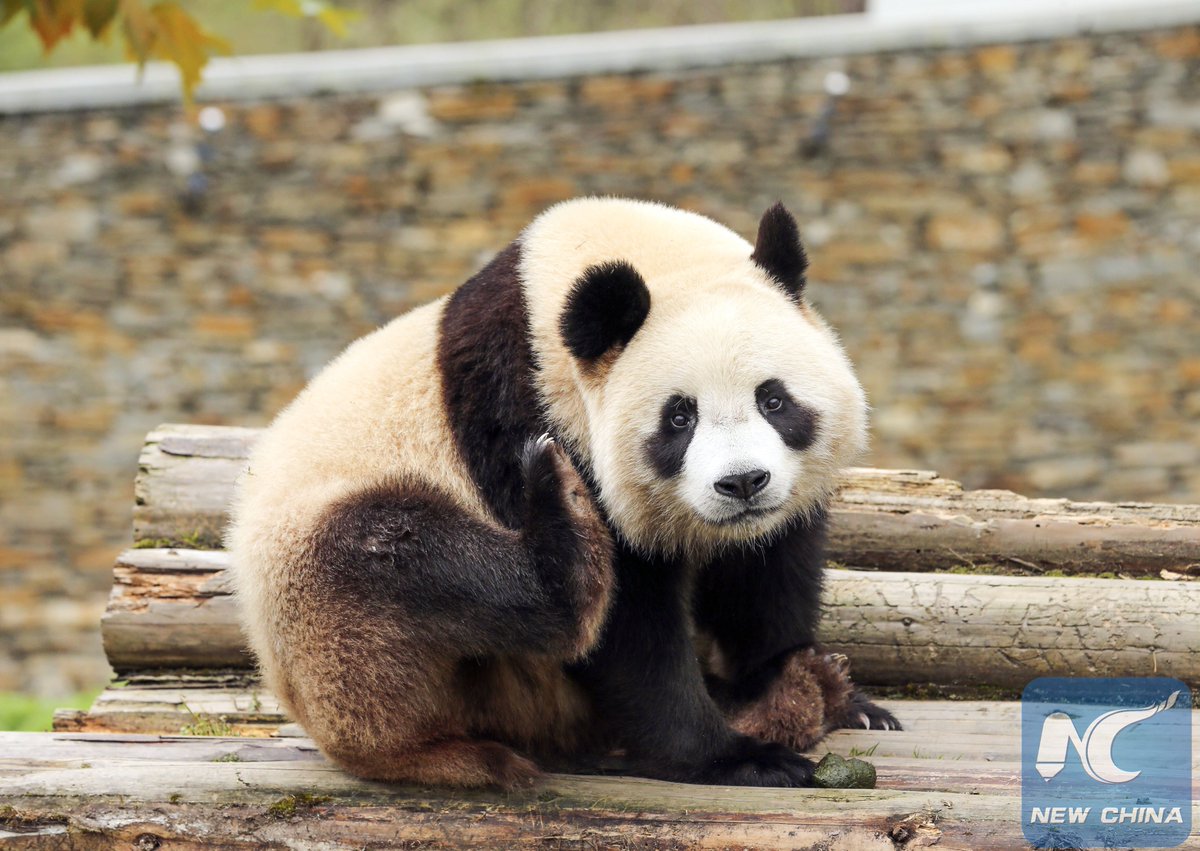Giant Panda Eating Bamboo, Wolong Nature Reserve, Sichuan, China скачать