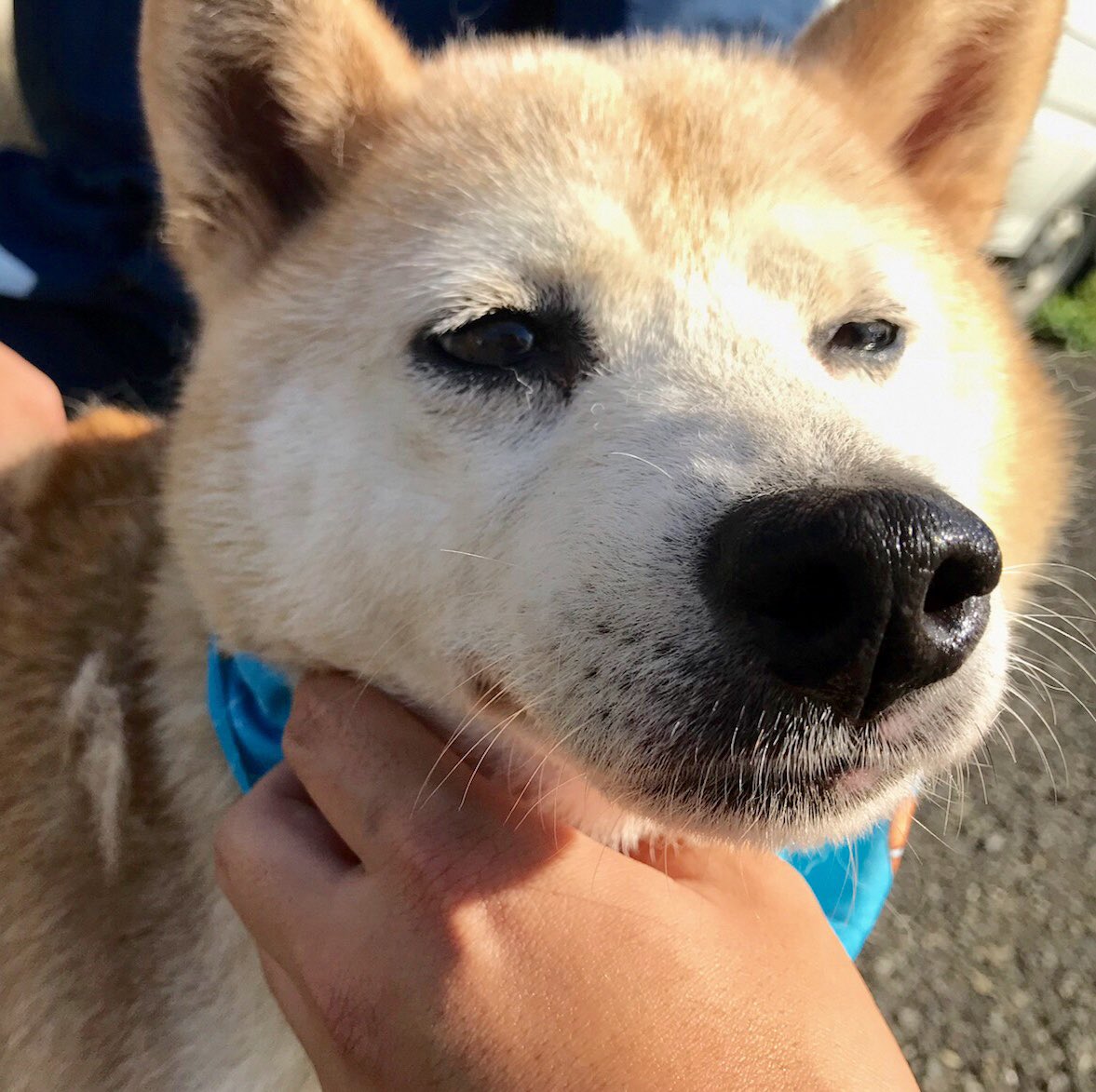 空 T Co Cspr2emyqe 里親募集 人吉保健所より 9月日に人吉市で保護 柴犬の女の子 11歳以上 毛色は茶 人懐こく全身を触る事も抱き上げる事も出来ます 保護期間10月26日迄 熊本ペット 熊本県 迷子犬 人吉保健所