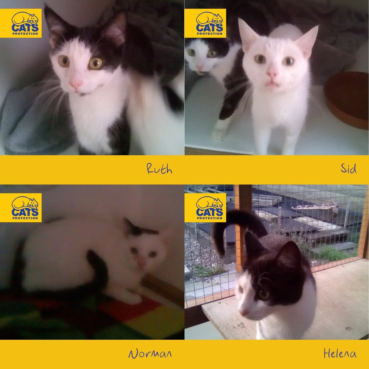 SleafordCP's tweet image. 4 more members of #NewarkCrew looking for their purrfect #newhome #Caturday #adoptdontshop #Sleaford #CatsOfTwitter 
m.facebook.com/story.php?stor…