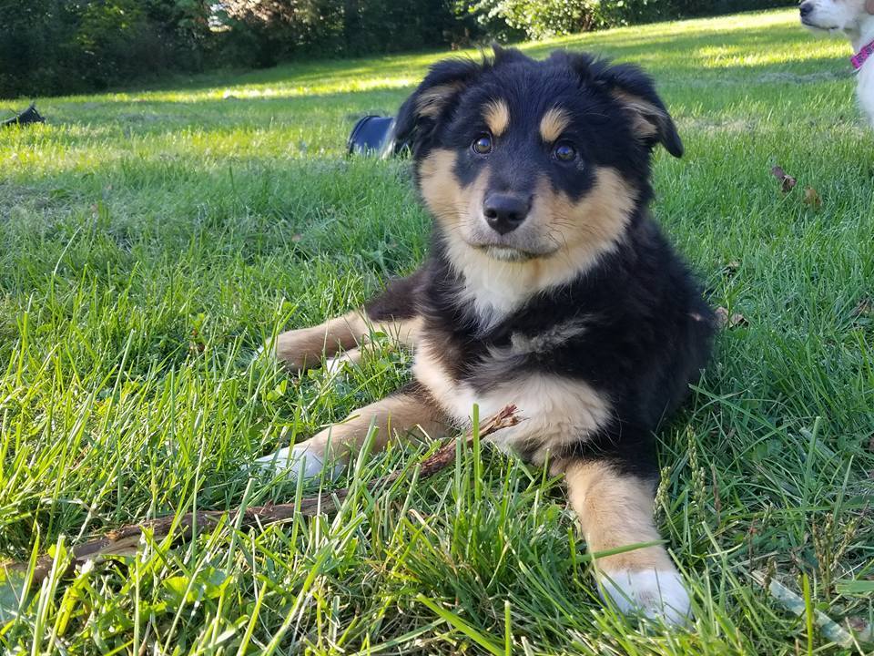 HSGreaterDayton's tweet photo. Ingrid is 1 of the #fabpets we'll have up for #adoption at @SubaruofDayton today from 11a-3p! Adoption Fees Waived! #aspcaSTL #SharetheLove https://t.co/dlkS94MX0f