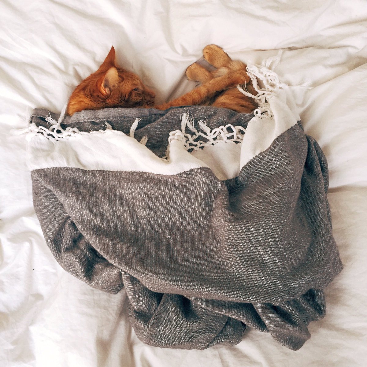 Endlich S a m s t a g ✨
Wir machen es uns heute richtig gemütlich.🐱💤
Hab ein schönes #Wochenende!

#20squares #fotobuch #cosytime #samstag