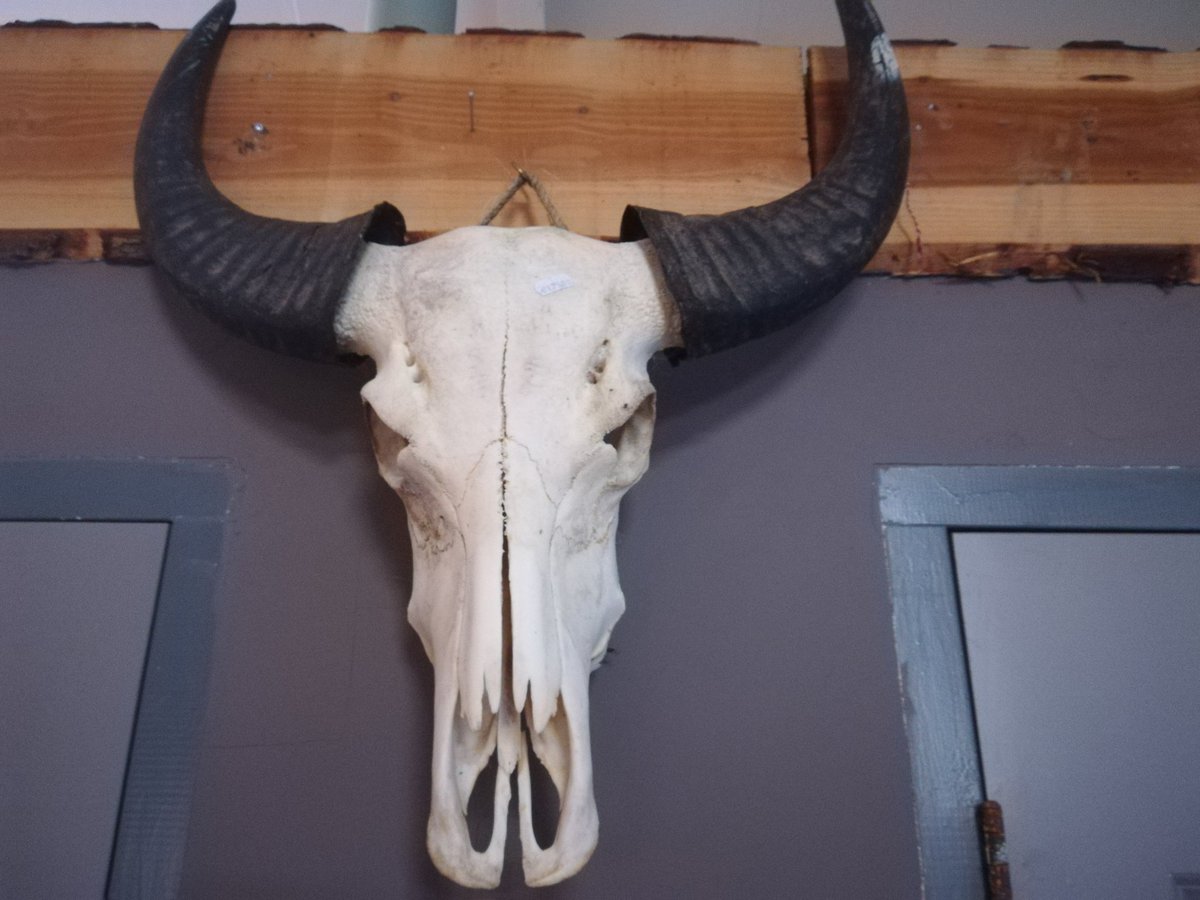 Waterbuffelfarm's tweet photo. Er waren een aantal mensen die vroegen om een buffel schedel of die evt te koop zijn, ja die Kosten €125,- https://t.co/ZKpWkYwVYN