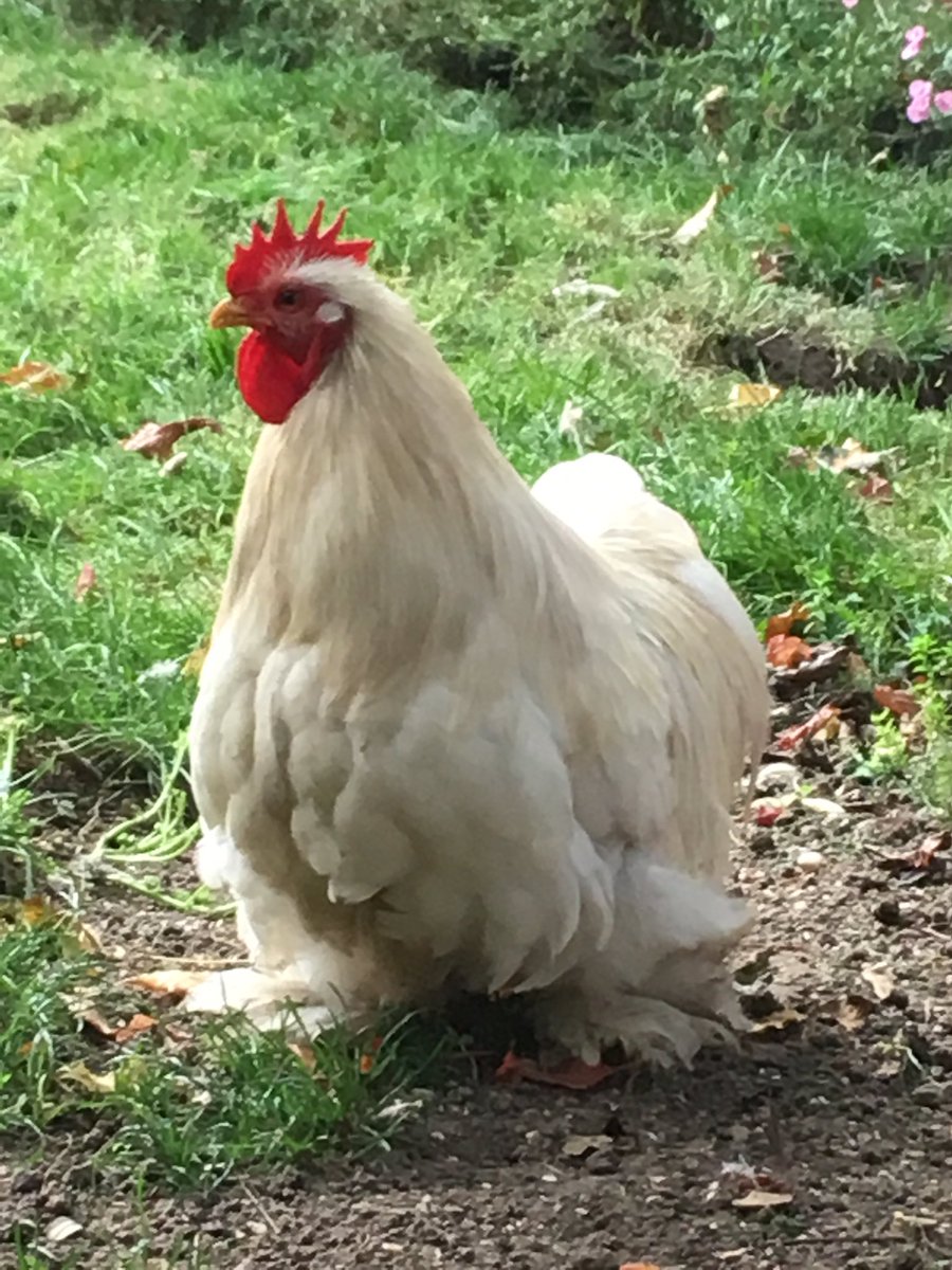 Proud to be a cock!!