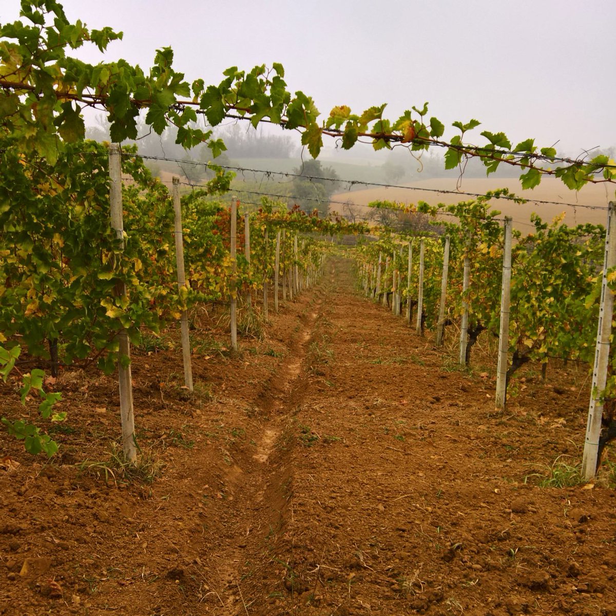 casabennavini's tweet photo. I #terreni sono lavorati..i #solchi sono fatti... Manca solo la #pioggia ☔️🌧 ! #aspettandolapioggia #casabenna #vigneti #nebbia #autunno https://t.co/wXsZCmvlMK