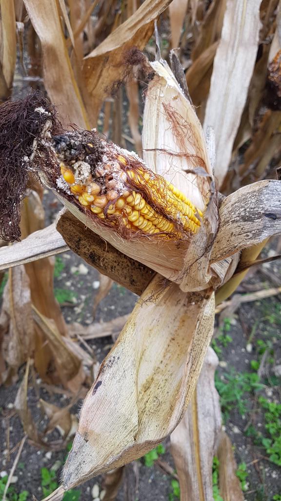 RoryDeverell's tweet image. Not exactly what you want to see on your first stop. North of Bordeaux. #corn #oatt