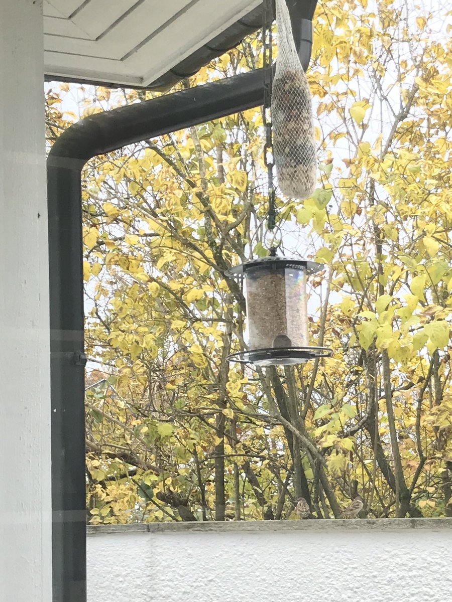 TerjeBrthen's tweet photo. Hang opp 3 matestasjoner for småfugl i går kveld. Nå, på et kvarter ut i formiddagskaffen har jeg telt 8 forskjellige arter #vintermat https://t.co/DESGNEdL9n