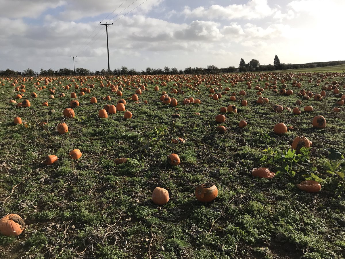 b33t16's tweet photo. Weekend started @PumpkinJim. AWESOME! Loads to do for kids and lovely family and community event! One problem... too much #pumpkin choice!! https://t.co/fE4cGvVqQG